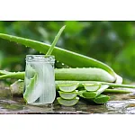 Lidah Buaya hingga Daun Handeuleum, 7 Tanaman Herbal ini Ampuh Sembuhkan Ambeien