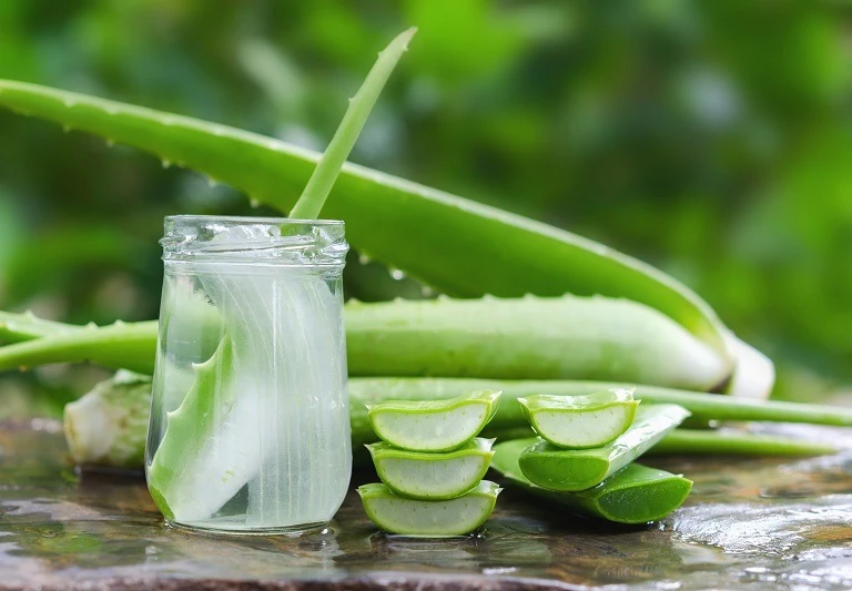 Lidah Buaya hingga Daun Handeuleum, 7 Tanaman Herbal ini Ampuh Sembuhkan Ambeien