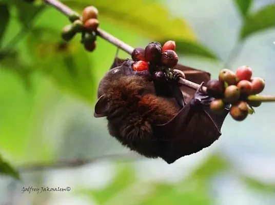 Ilustrasi Kopi Kelelawar (Foto: Pinterest/ Kathleen McBride)