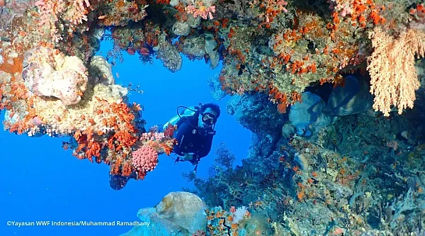 Wisata bawah laut Desa Walora